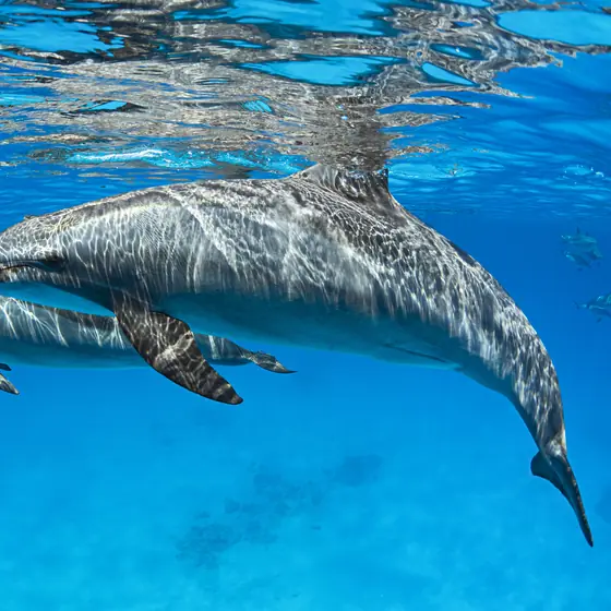 Two dolphins swimming just under the surface