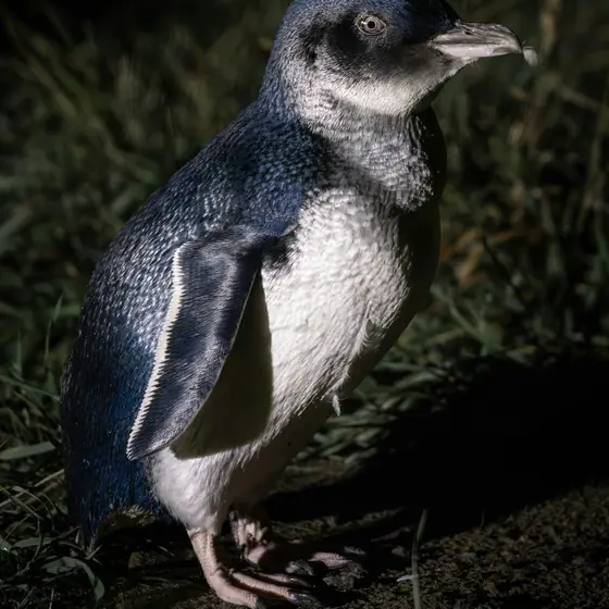 A little penguin standing on grass at night