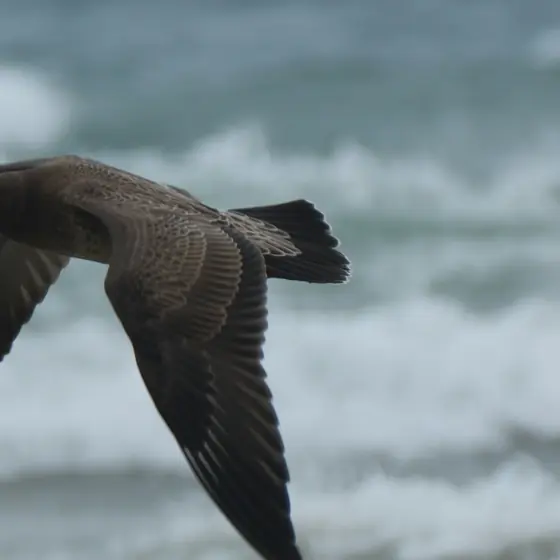 A dark seabird flying low over breaking waves