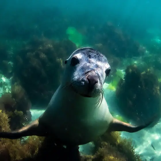 A sea lion swimming towards the camera over a rocky, weedy sea floor