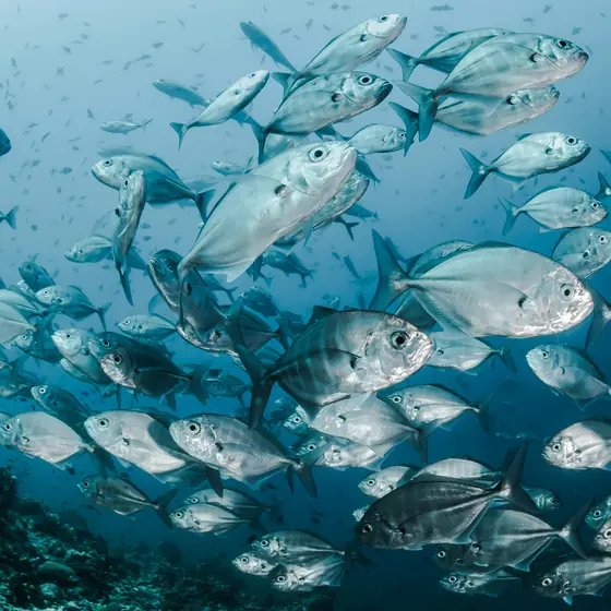 A shoal of silver fish swimming together in blue water
