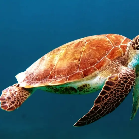 A sea turtle swimming in open blue water
