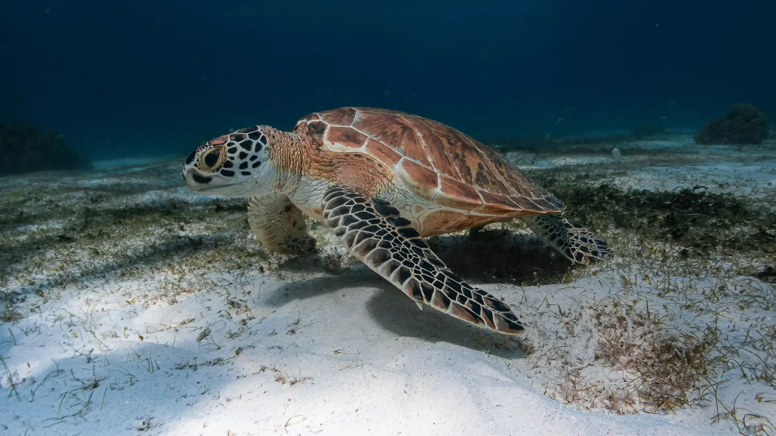A sea turtle resting on pale sand and seagrass on the sea floor