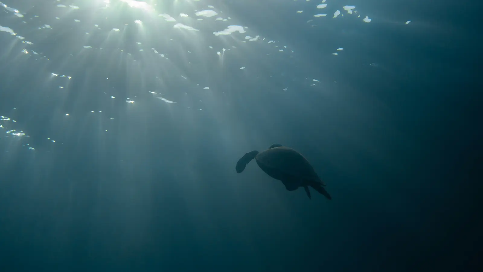 A sea turtle swimming away through deep water under shafts of sunlight